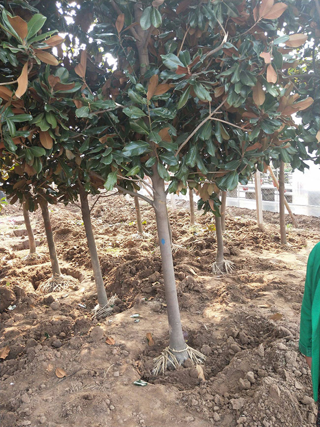 廣玉蘭小苗價格多少錢一棵?廣玉蘭如何種植?