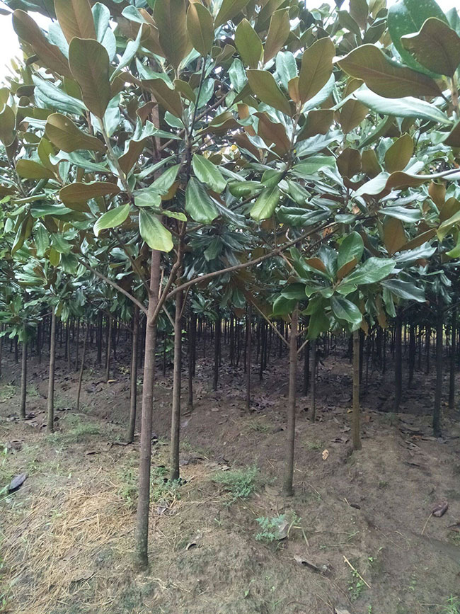 廣玉蘭小苗價格多少錢一棵?廣玉蘭如何種植?