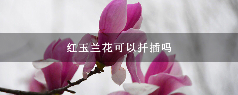 紅玉蘭花可以扦插嗎