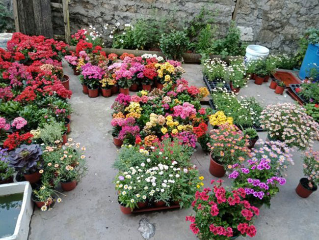 秋季長壽花不能修剪，要不然半年無花！