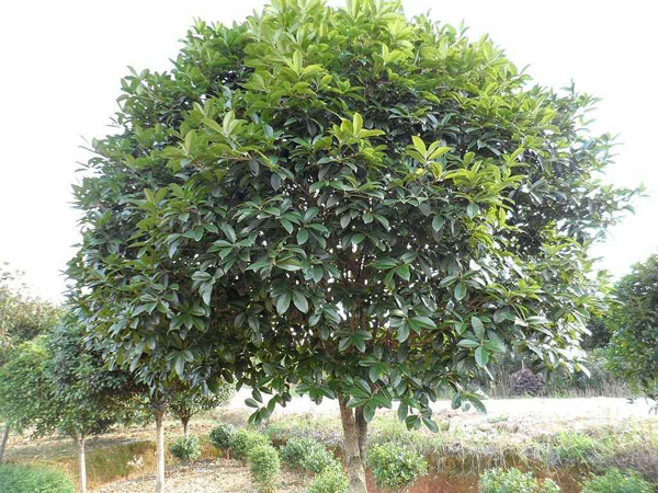 四季桂花樹(shù)