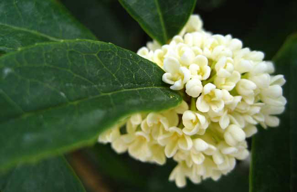 四季桂花樹(shù)