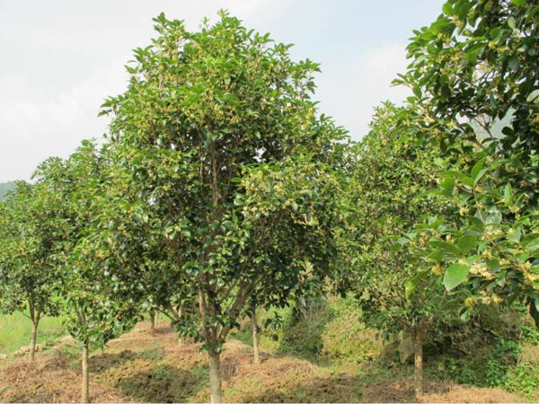 四季桂花樹(shù)