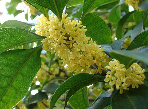 四季桂花樹(shù)