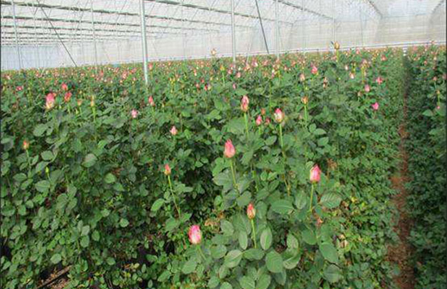 玫瑰幾月種植?玫瑰花的最佳種植時間