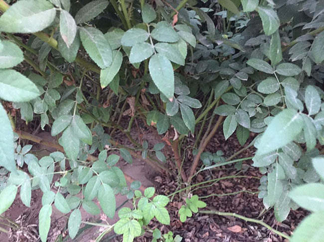 薔薇多少錢一棵?2020年薔薇價格最新價格