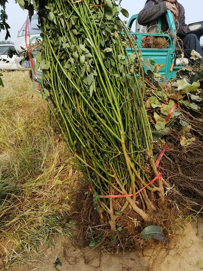 薔薇多少錢一棵?2020年薔薇價格最新價格
