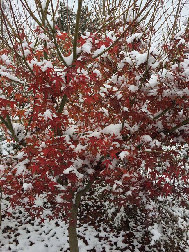 雞爪槭多少錢(qián)一棵?2020年雞爪槭價(jià)格最新價(jià)格