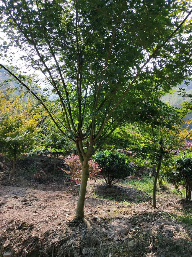 雞爪槭多少錢(qián)一棵?2020年雞爪槭價(jià)格最新價(jià)格