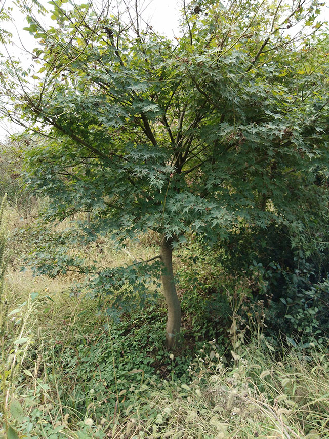 雞爪槭多少錢(qián)一棵?2020年雞爪槭價(jià)格最新價(jià)格