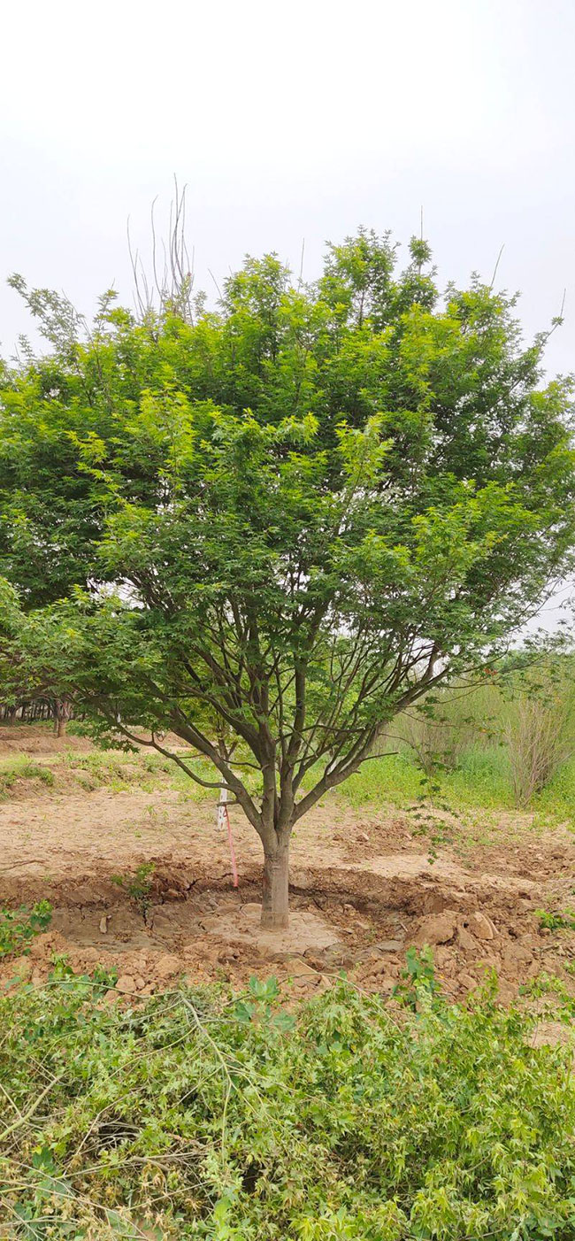 雞爪槭多少錢(qián)一棵?2020年雞爪槭價(jià)格最新價(jià)格