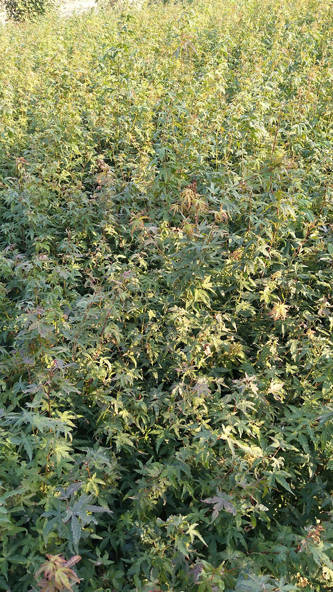 雞爪槭栽培養(yǎng)護要點，你都知道嗎？