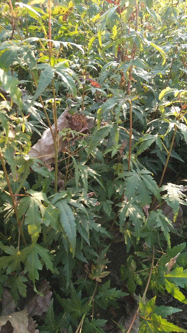 雞爪槭苗價格多少錢一棵?2020年雞爪槭最新價格