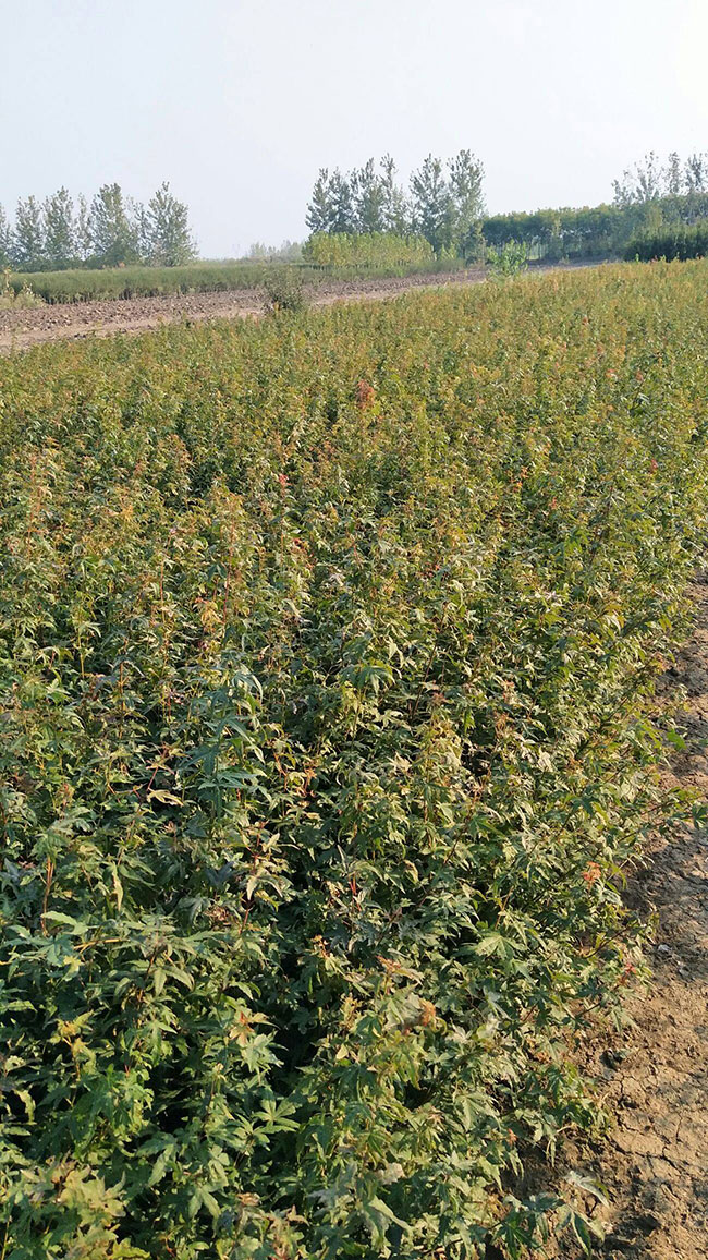 雞爪槭苗價格多少錢一棵?2020年雞爪槭最新價格