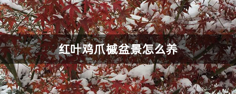 紅葉雞爪槭盆景怎么養