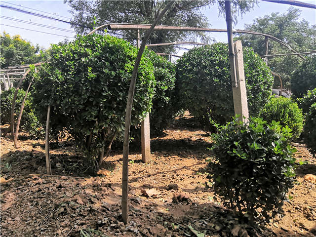 沭陽長景園林供應的大葉黃楊球實拍圖片