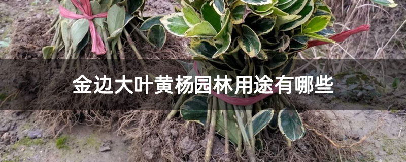 金邊大葉黃楊園林用途有哪些