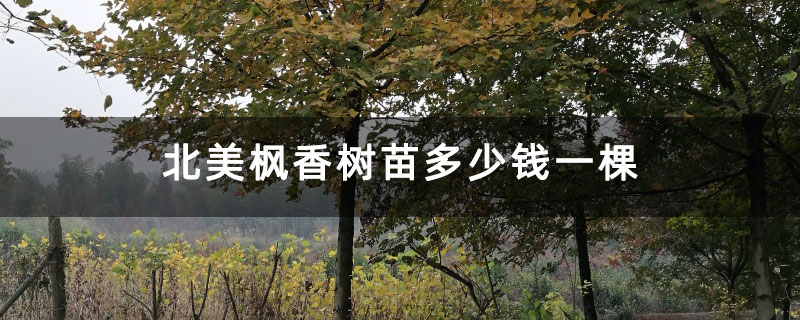 北美楓香樹苗多少錢一棵