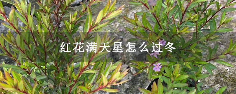 紅花滿天星怎么過冬