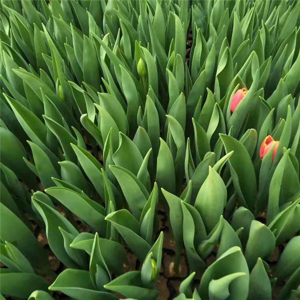 郁金香基地實(shí)拍圖片