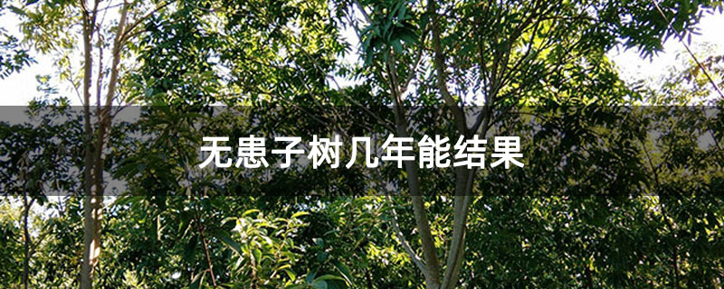 無患子樹幾年能結(jié)果