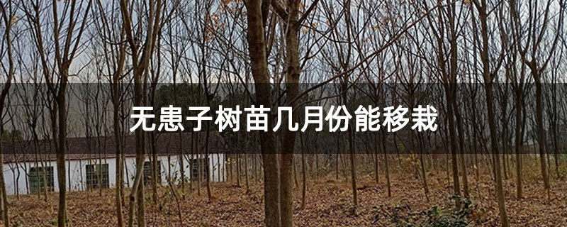無(wú)患子樹(shù)苗幾月份能移栽
