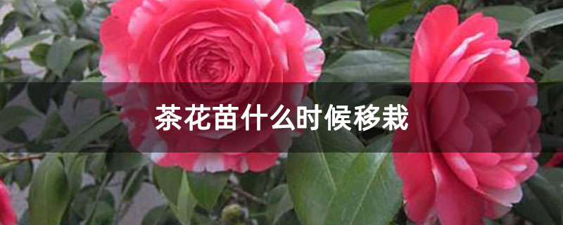 茶花苗什么時候移栽