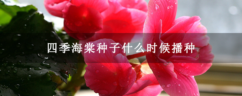 四季海棠種子什么時候播種