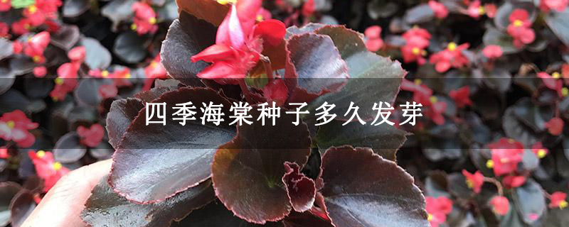 四季海棠種子多久發芽