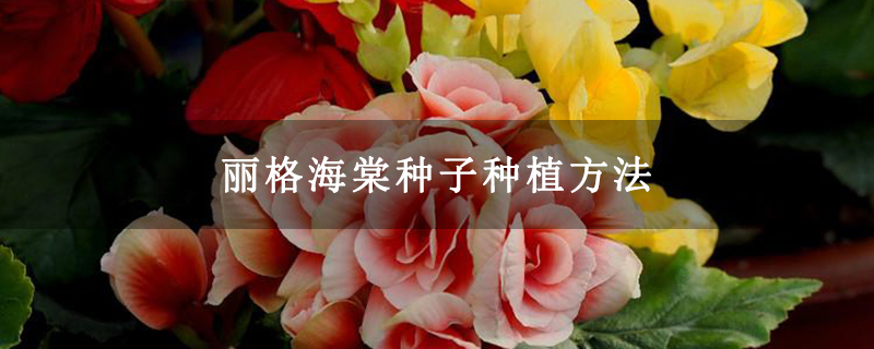 麗格海棠種子種植方法