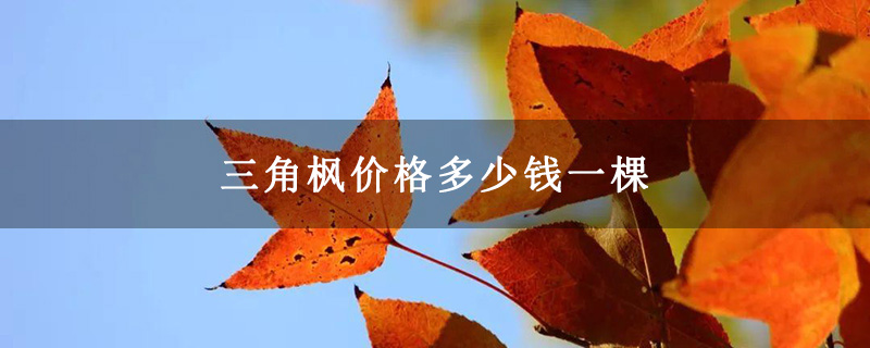 三角楓價格多少錢一棵