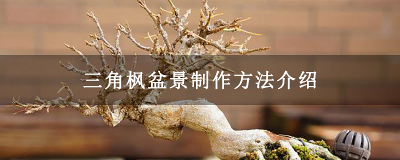 三角楓盆景制作方法介紹