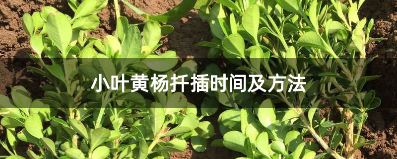 小葉黃楊扦插時間及方法