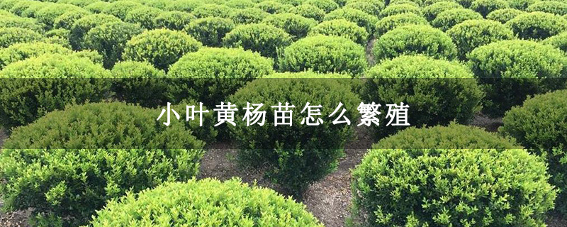 小葉黃楊苗怎么繁殖