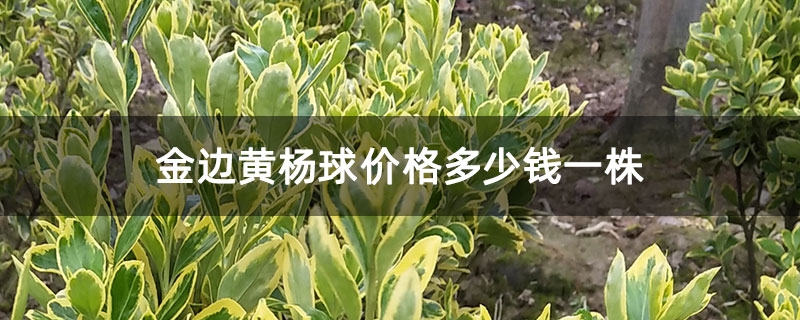 金邊黃楊球價格多少錢一株