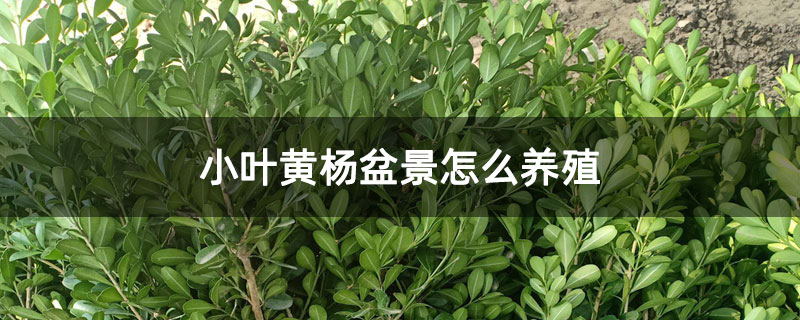 小葉黃楊盆景怎么養(yǎng)殖