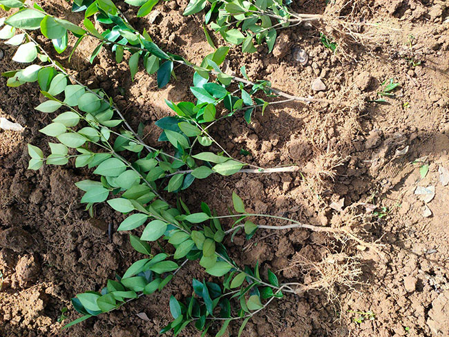 黃楊多少錢一棵?2020年黃楊價格最新價格