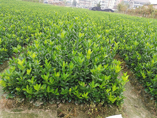 黃楊多少錢一棵?2020年黃楊價格最新價格