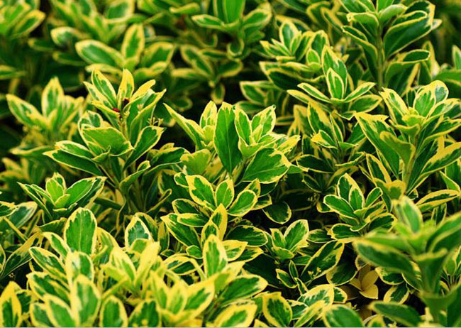 金邊黃楊怎么養(yǎng)?金邊黃楊養(yǎng)殖方法和注意事項