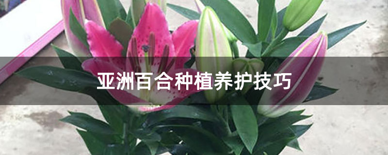 亞洲百合種植養(yǎng)護(hù)技巧