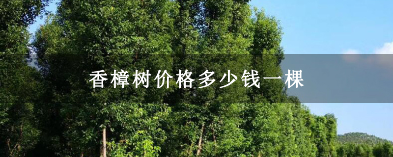 香樟樹價格多少錢一棵