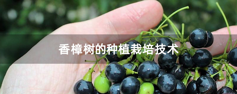 香樟樹的種植栽培技術