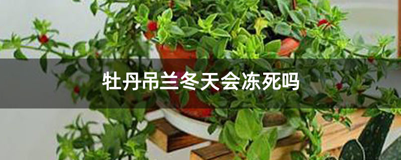 牡丹吊蘭冬天會凍死嗎