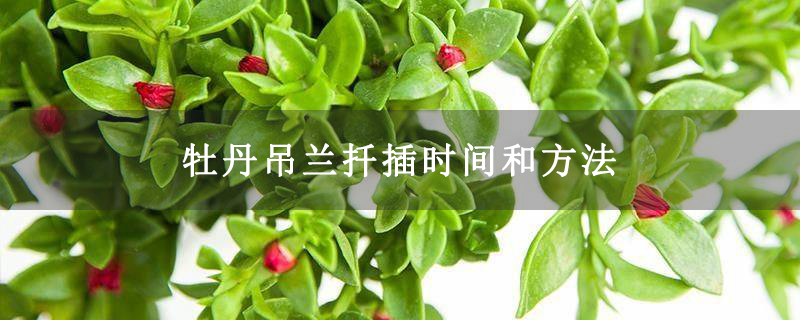 牡丹吊蘭扦插時(shí)間和方法