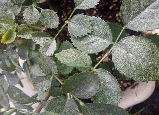 月季紅蜘蛛怎么防治？