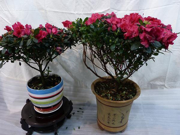 杜鵑花盆栽2.jpg