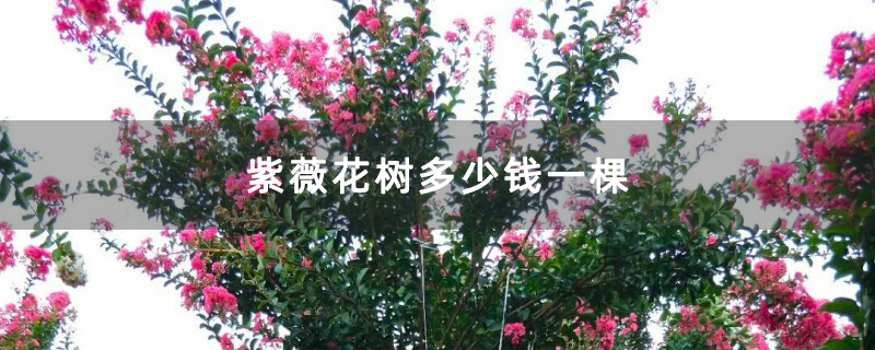 紫薇花樹多少錢一棵