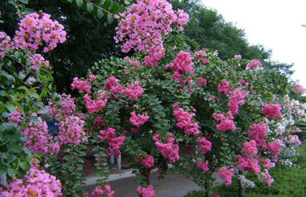 紫薇1.jpg