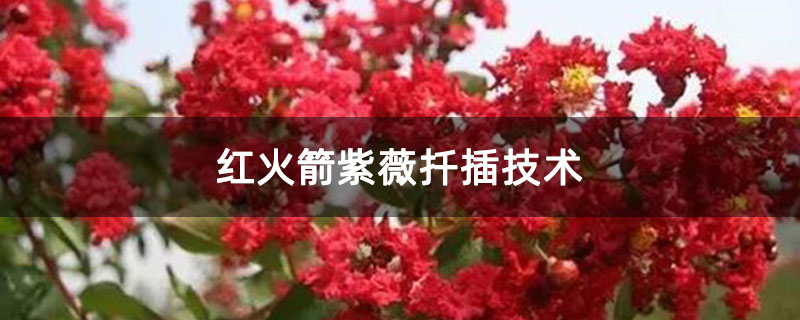紅火箭紫薇扦插技術(shù)