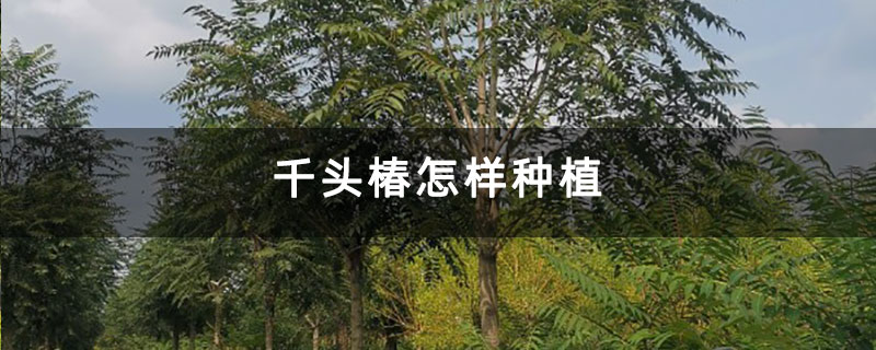 千頭椿怎樣種植